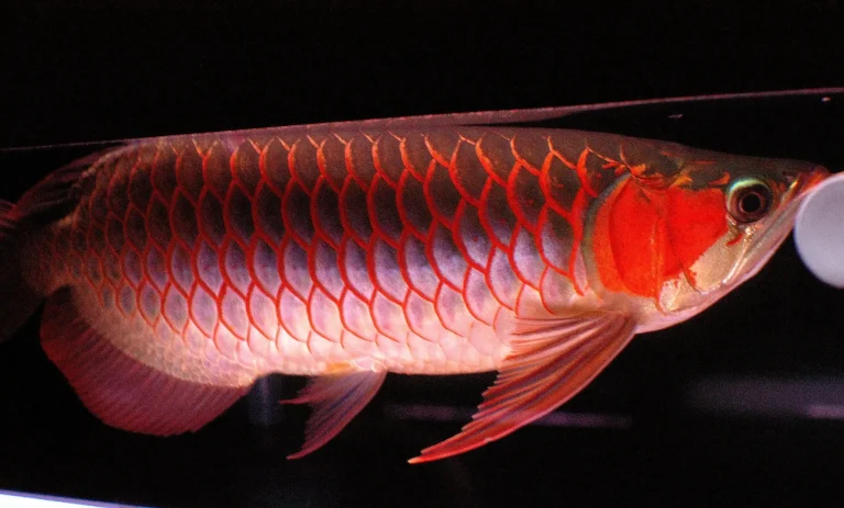 Jungtier Malaysian Red Arowana