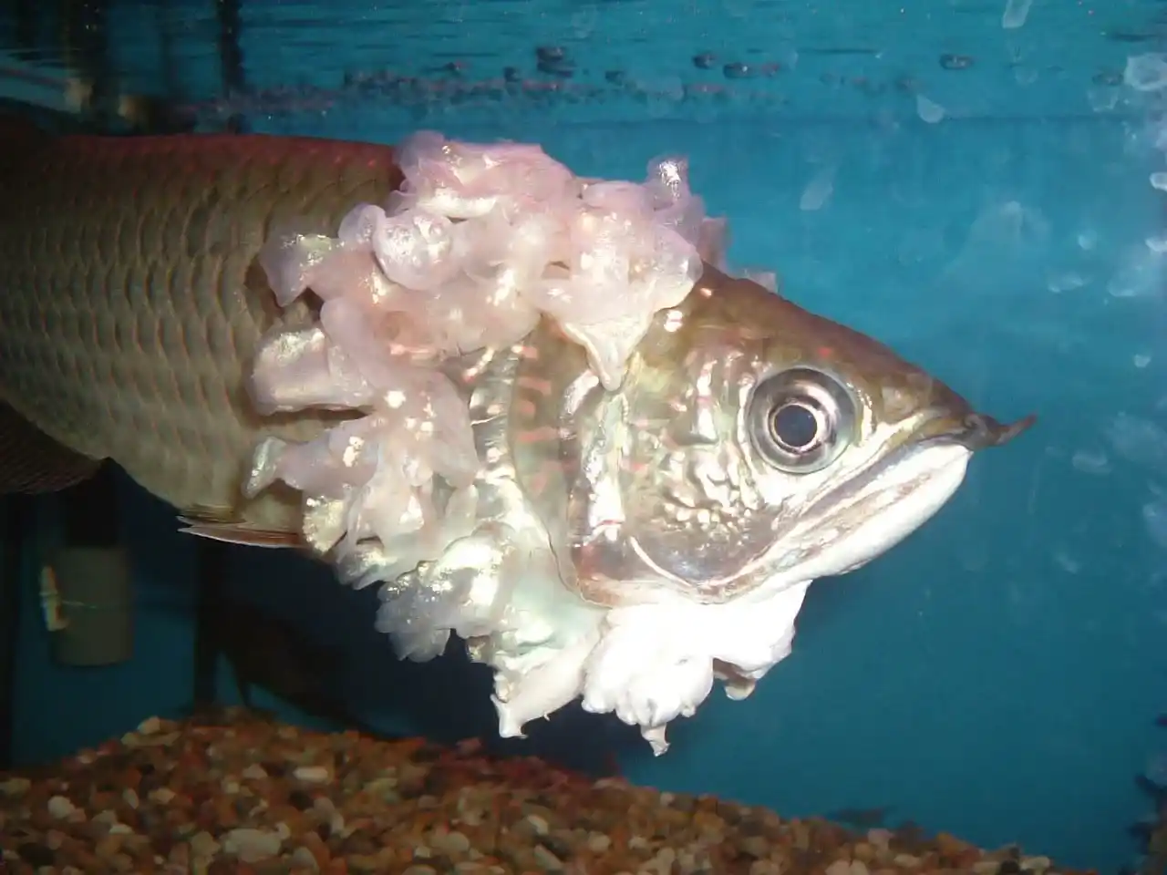 Arowana health and diseases