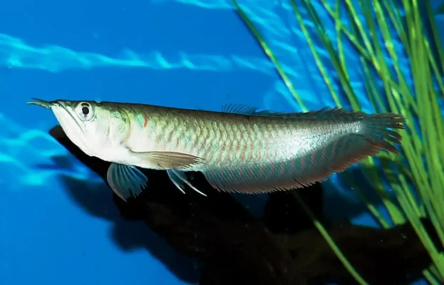 Arowana Legalities and Regulations