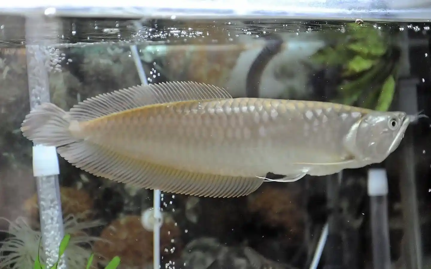 Arowana fish care