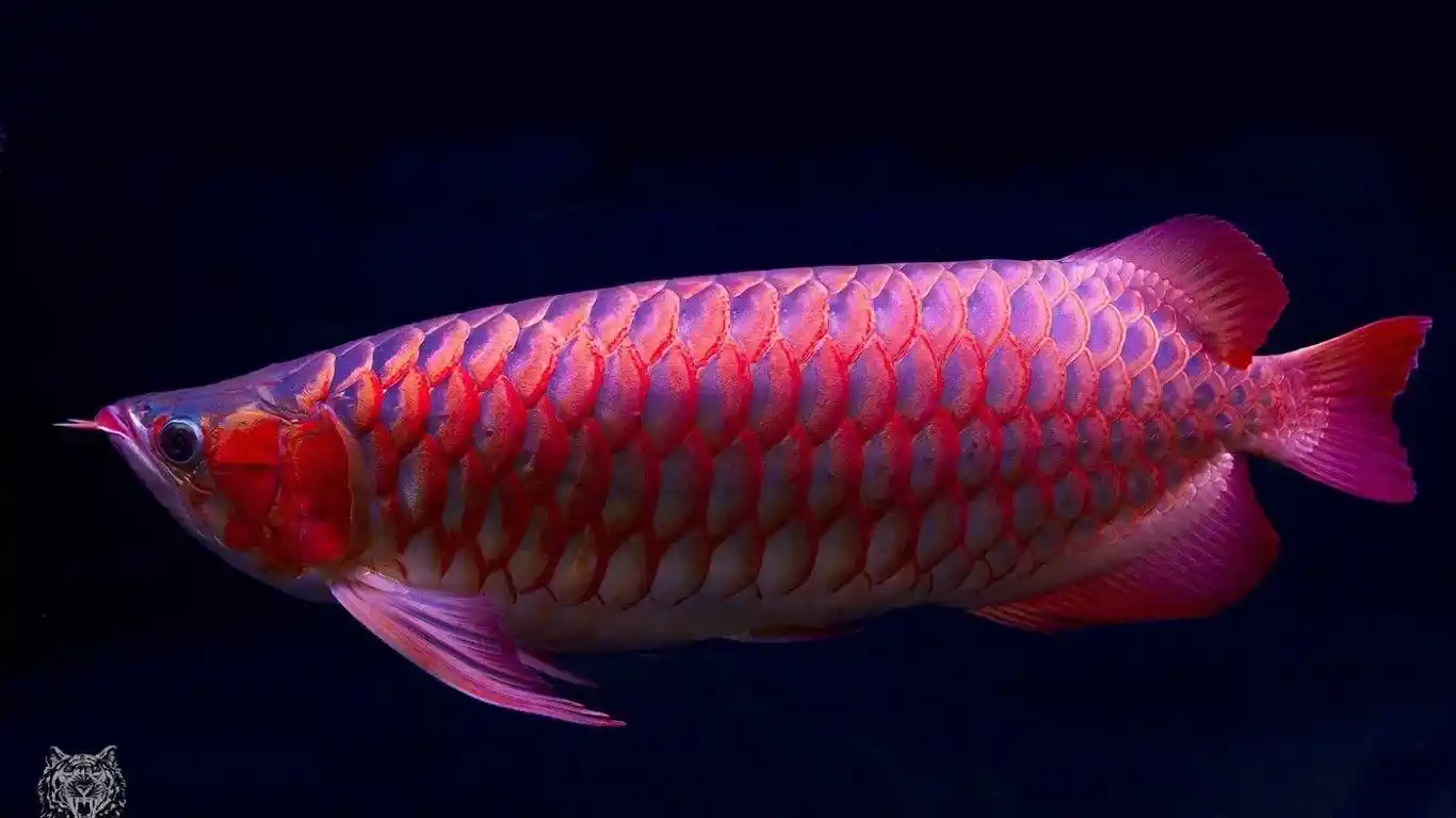 Baby Arowana for Sale