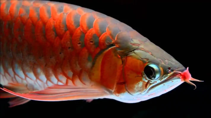 Best Place to Buy Arowana Online