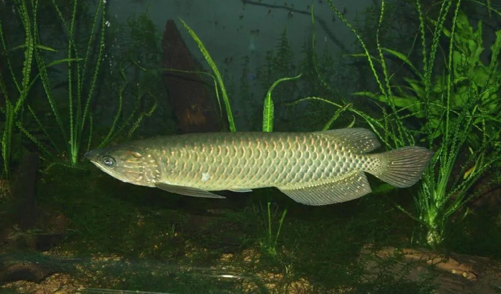 Leichardti Arowana for Sale