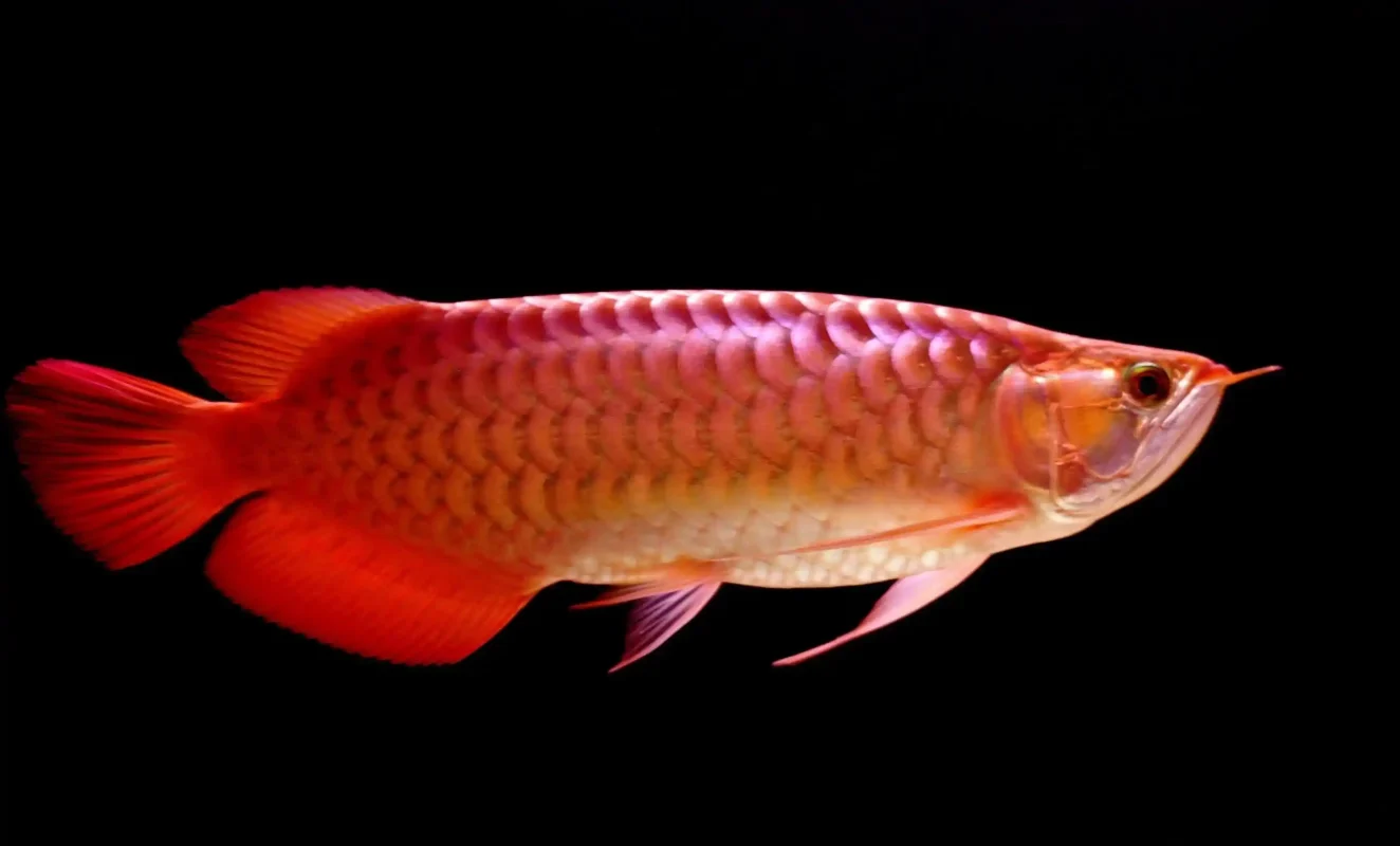 Live Red Arowana For Sale