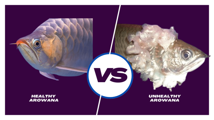 healthy vs. unhealthy Arowana