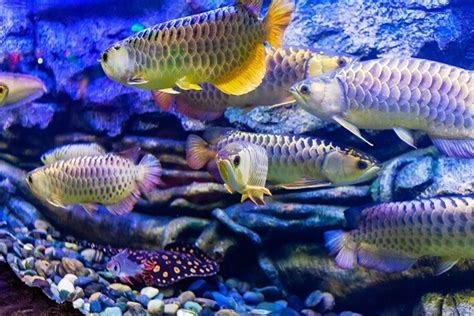 Arowana Lifespan