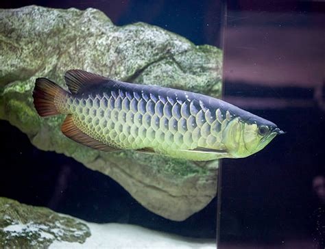 Arowana Varieties