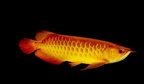 Asian Arowana Varieties