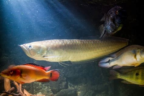 Asian vs south american arowana