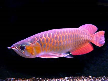 Banjar Red Arowana Guide