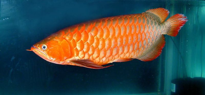 Crossback Arowana Patterns