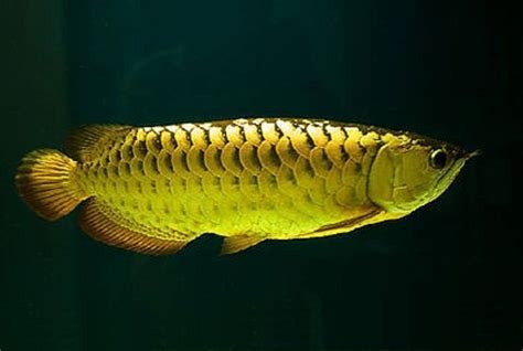 Golden Arowana Care Guide