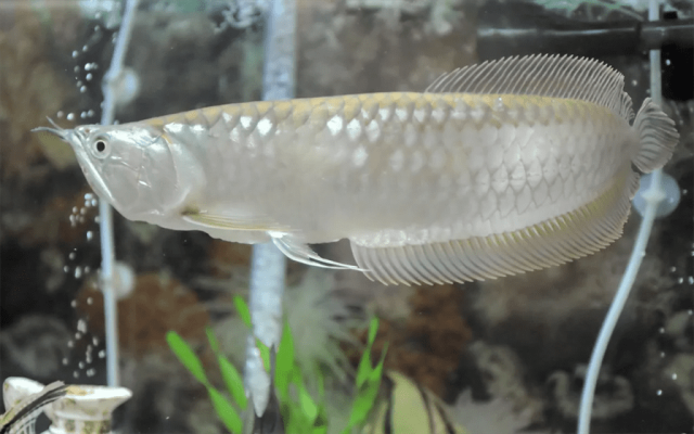 Jardini Arowana Care