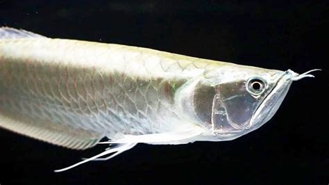 Silver Arowana Care