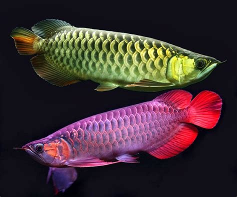 Arowana Color Genetics