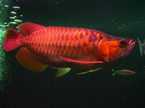 Arowana for Sale in Florida