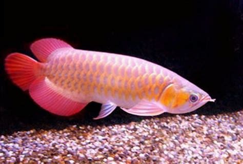 Arowana for Sale in Los Angeles