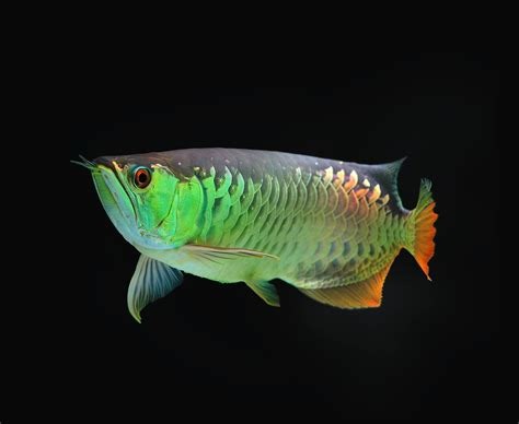 Master Arowana Breeding