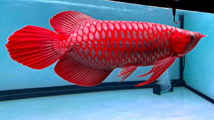 How to Care for Arowana Fish at home | Expert Guide 2026 3 the ultimate super red arowana c