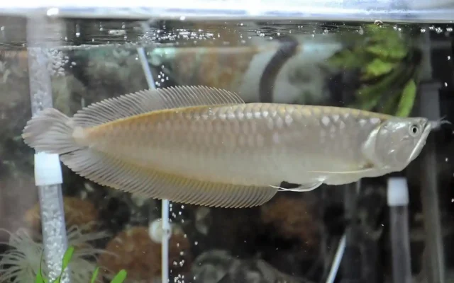 Asiatische Arowana-Arten