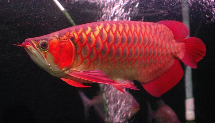 Ist der Arowana der teuerste Fisch der Welt