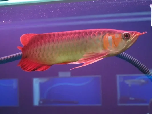 Ist der Arowana ein Fisch