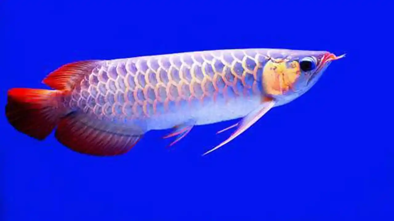 Warum ist der Arowana Fisch so teuer