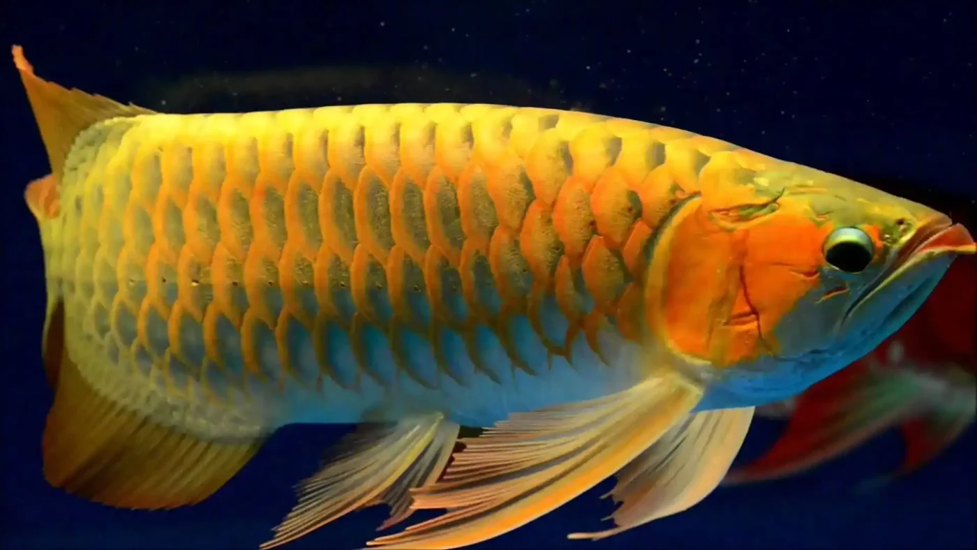 Wie groß wird eine Arowana