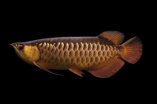 Wie viel kostet eine Arowana