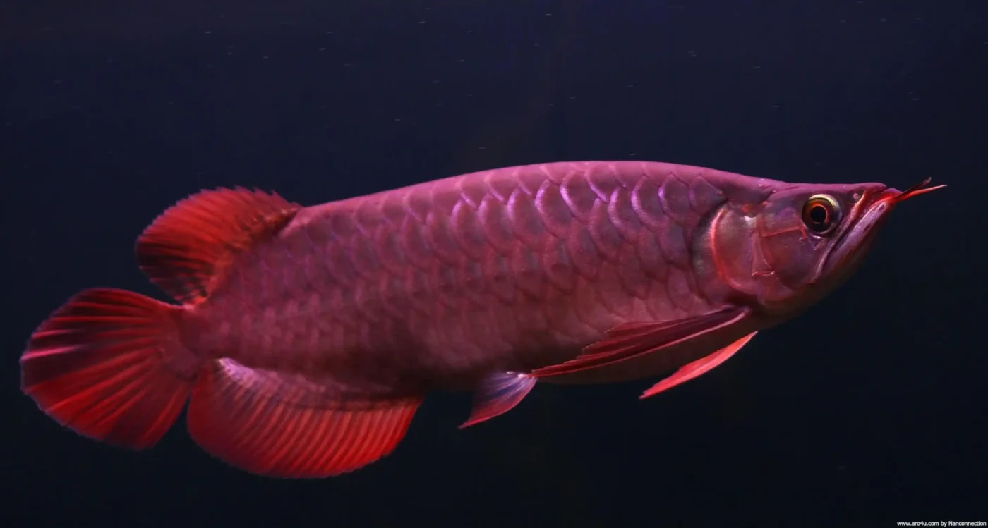 Wozu dient der Arowana Fisch